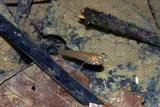Hart's Rivulus, photographed in Tobago