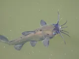 Black Bullhead, photographed in Minnesota