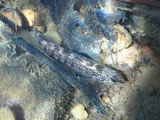 Cherokee Darter, photographed in Georgia