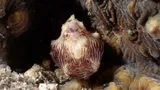 Striated Frogfish, photographed in Negros Oriental