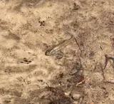 Pahrump Killifish, photographed in Nevada