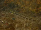 Goldline Darter, photographed in Alabama