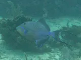 Queen Triggerfish, photographed in West Bay