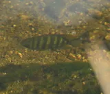 Spotted Tilapia, photographed in Florida