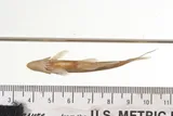 Ocmulgee Shiner, photographed in Georgia