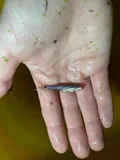 Taillight Shiner, photographed in Florida