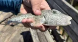 Southern Puffer, photographed in Florida