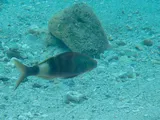 Common Goatfish, photographed in Taiwan