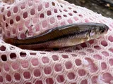 Fathead Minnow, photographed in Utah