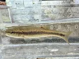 Creek Chub, photographed in Arkansas