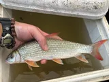 Smallmouth Redhorse, photographed in Ohio