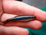 Metallic Shiner, photographed in Florida