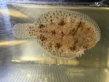 Hogchoker, photographed in Florida