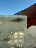 Pinfish, photographed in South Carolina