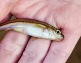Northern Redbelly Dace, photographed in Wisconsin
