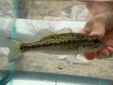 Spotted Bass, photographed in Tennessee