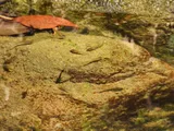 Guppy, photographed in Sha Tin