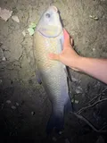 Smallmouth Buffalo, photographed in Ohio