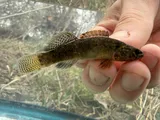Blackfin Darter, photographed in Tennessee