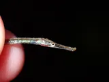 Chain Pipefish, photographed in North Carolina