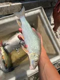 Silver Redhorse, photographed in Ohio