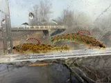 Slough Darter, photographed in Kentucky