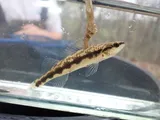 Dusky Darter, photographed in Alabama