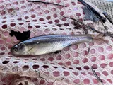 Fathead Minnow, photographed in Utah