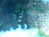 Halicampus crinitus, photographed in Bonaire