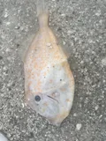 Orange Filefish, photographed in Florida
