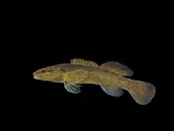 Sooty Darter, photographed in Tennessee