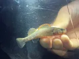 Stippled Darter, photographed in Missouri