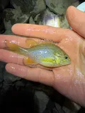 Rio Grande Longear Sunfish, photographed in Tennessee