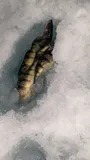 Yellow Perch, photographed in Ontario