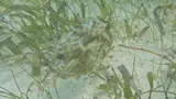 Scrawled Cowfish