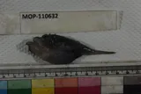 Threadfin Goosefish