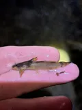 Northern Madtom, photographed in Pennsylvania