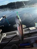 North Pacific Hake, photographed in British Columbia