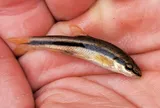 Eastern Blacknose Dace, photographed in District of Columbia