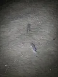 Striped Killifish, photographed in Delaware