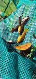 Variable Platyfish, photographed in Florida