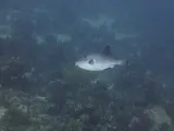 Ocean Triggerfish, photographed in Islas de la Bahía
