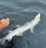 Sand Tiger Shark, photographed in New York