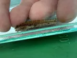 Seaboard Goby, photographed in New York