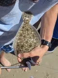 Summer Flounder, photographed in North Carolina