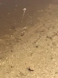 Desert Pupfish, photographed in California