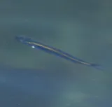 Pink Salmon, photographed in British Columbia
