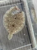 Eyed Flounder, photographed in Florida