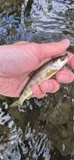 Atlantic Salmon, photographed in England