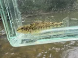 Banded Darter, photographed in Ohio